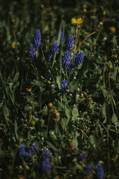 Pionowy Strzał Frędzla Hiacynt Kwiaty Dorastające Ogrodzie — Zdjęcie stockowe