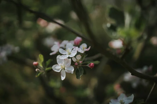 Primo Piano Rami Albero Con Bellissimi Fiori Ciliegio — Foto Stock