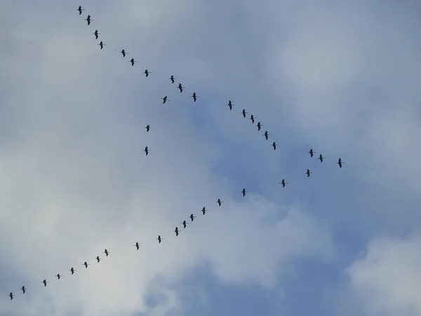 Ένα Σμήνος Αποδημητικών Πουλιών Που Πετούν Σχηματισμό Στον Συννεφιασμένο Ουρανό — Φωτογραφία Αρχείου