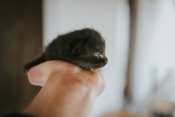 一只手牵着一只可爱的黑猫的特写镜头 — 图库照片