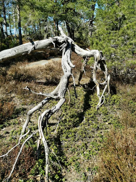 Uma Árvore Seca Caída Floresta Knappen Hill Vestfold Noruega — Fotografia de Stock