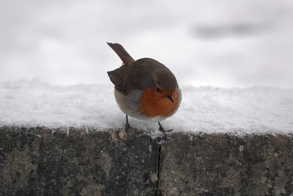 Gros Petit Merle Européen Debout Sur Une Surface Pierre Enneigée — Photo