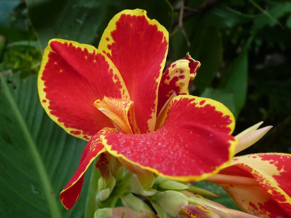 Gros Plan Une Canna Lucifer Canna Lily — Photo