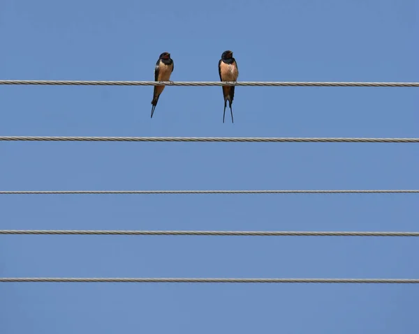 Twee Zwaluwen Draden Tegen Blauwe Bewolkte Lucht — Stockfoto