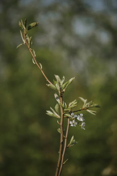 Plan Vertical Branches Minces Avec Petites Fleurs — Photo