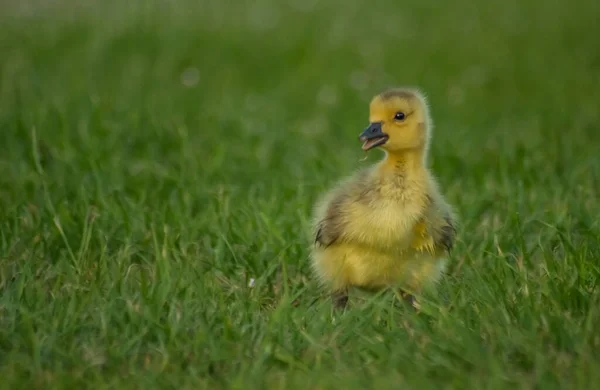 Closeup Small Adorable Fluffy Yellow Duckling Grassy Field — Stock Photo, Image