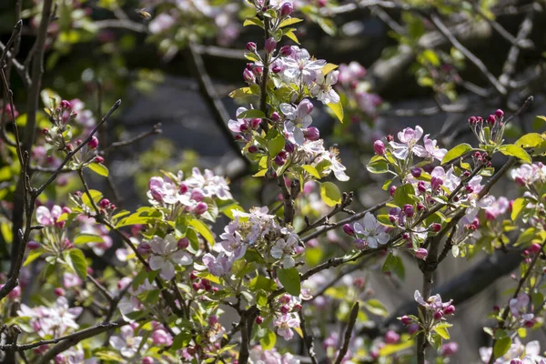 Gros Plan Fleurs Pomme Crabe Européen Dans Jardin Ensoleillé — Photo