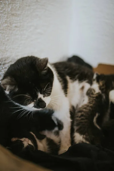 一只可爱的母猫和它的小猫的近照 — 图库照片