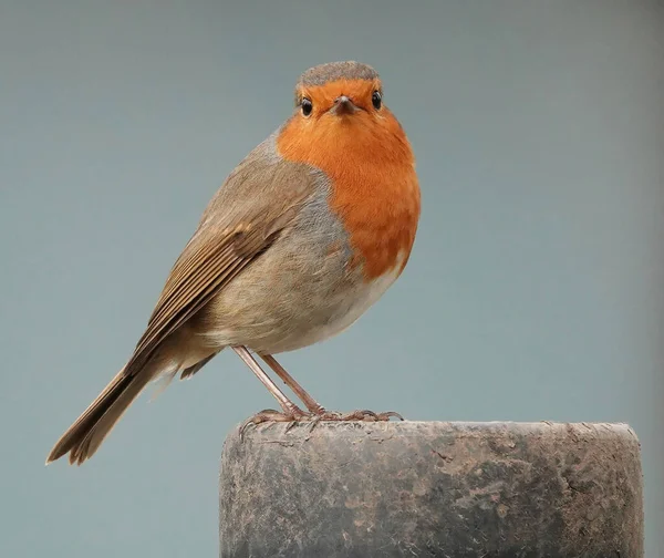 Pássaro Robin Redbreast Surpreso Olhando Diretamente Para Câmera Com Fundo — Fotografia de Stock