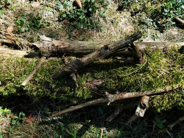 Broken Tree Covered Moss Forest — Stock Photo, Image