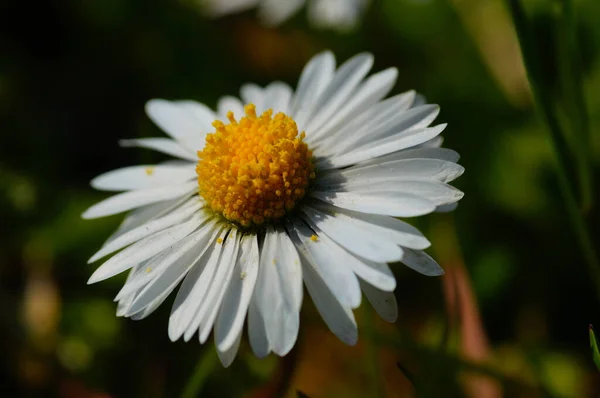 Makro Skott Tusensköna Äng Park Frankfurt Solig Dag April — Stockfoto