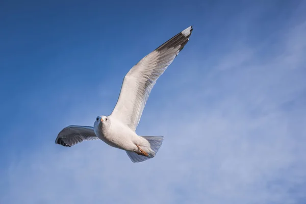 Gabbiano Nel Cielo Blu Sulla Spiaggia Del Mar Baltico — Foto Stock
