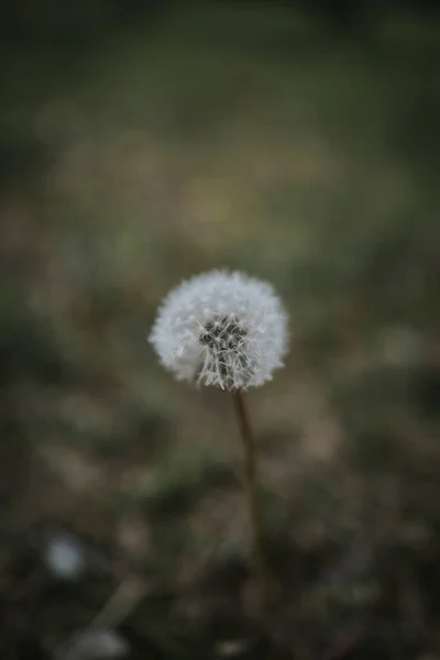 Eine Vertikale Nahaufnahme Eines Flauschigen Löwenzahns — Stockfoto