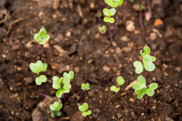 Bovenaanzicht Groene Spruiten Van Spruiten Spruiten Van Biologische Tuin — Stockfoto