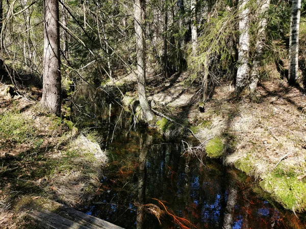 Canal Bosque Noruego Sur Noruega —  Fotos de Stock