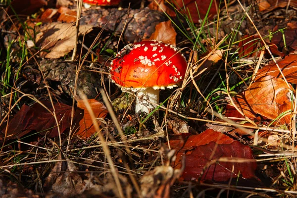 Cogumelo Voador Floresta Autumna Escondido Entre Folhagem — Fotografia de Stock