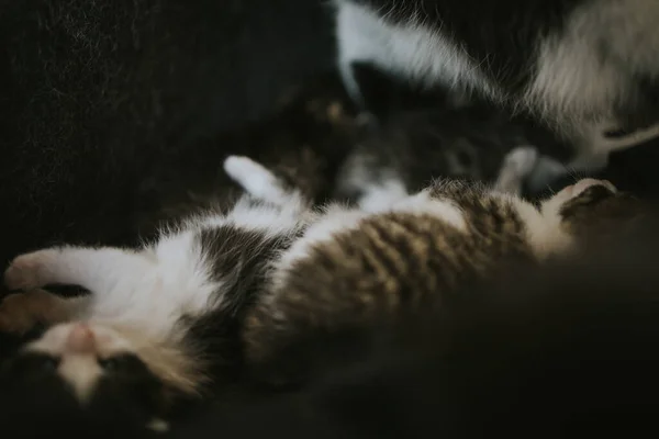 Şirin Yavru Kedilerin Yakın Plan Çekimi — Stok fotoğraf