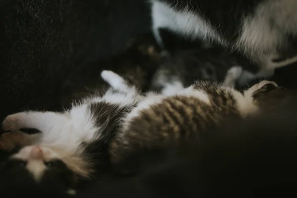 Primer Plano Lindo Bebé Gatitos —  Fotos de Stock