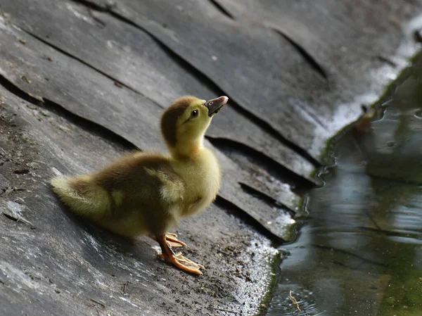 Une Mise Point Sélective Petit Canard Sur Rivage — Photo