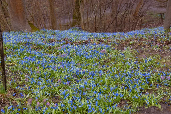 Blauwe Siberische Esdoorn Bloemen Bloeien Begraafplaats Vilnius Litouwen — Stockfoto