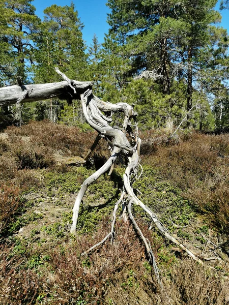 Knappen Tepesi Vestfold Norveç Teki Ormanda Kurumuş Bir Ağaç — Stok fotoğraf