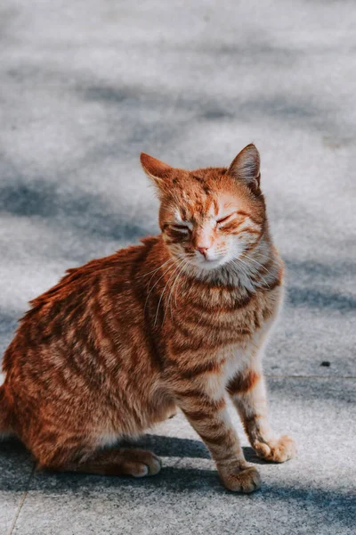 Μια Αξιολάτρευτη Πορτοκαλί Γάτα Κάθεται Μια Τσιμεντένια Επιφάνεια — Φωτογραφία Αρχείου