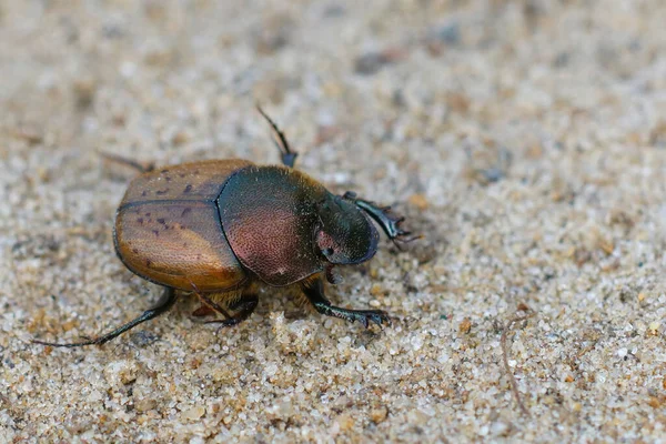 一只粪甲虫在沙地上爬行的浅浅的焦点 — 图库照片