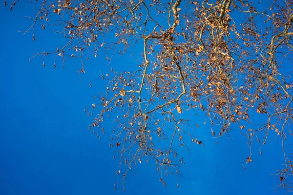 Знімок Голих Гілок Дерева Блакитним Небом Фоні — стокове фото