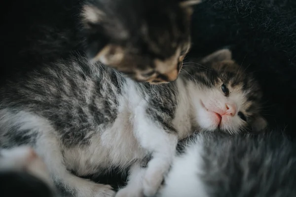 Gros Plan Deux Mignons Petits Chatons Couchés Ensemble — Photo