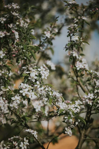 Tiro Close Galhos Árvore Com Belas Flores Cerejeira — Fotografia de Stock