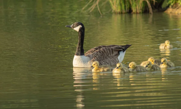 Una Madre Pato Nadando Con Sus Adorables Patitos Pequeños Lago — Foto de Stock