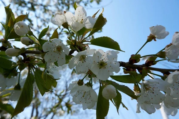 木の花のクローズアップショット — ストック写真