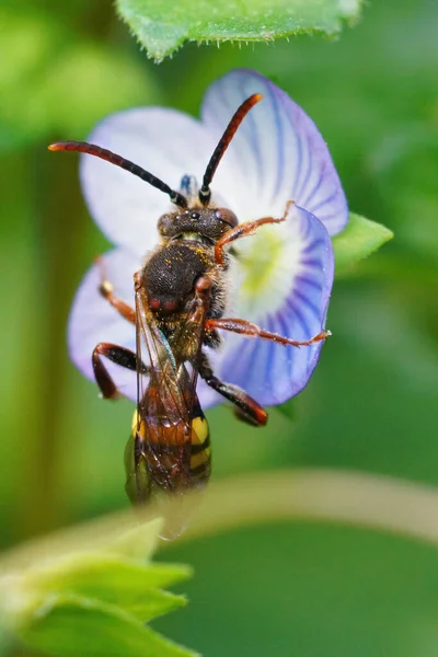 Pionowe Ujęcie Samicy Cleptoparasite Nomad Pszczoła Sącząca Nektar Niebieskiego Kwiatu — Zdjęcie stockowe