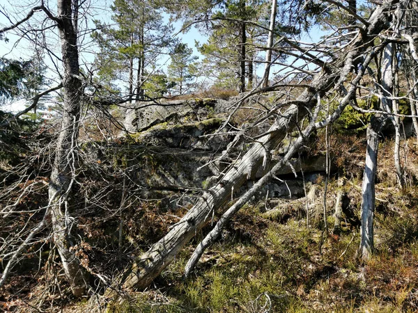 Padlý Suchý Strom Lese Knappen Hill Vestfold Norsko — Stock fotografie