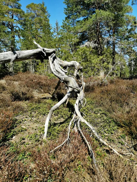 Knappen Tepesi Vestfold Norveç Teki Ormanda Kurumuş Bir Ağaç — Stok fotoğraf