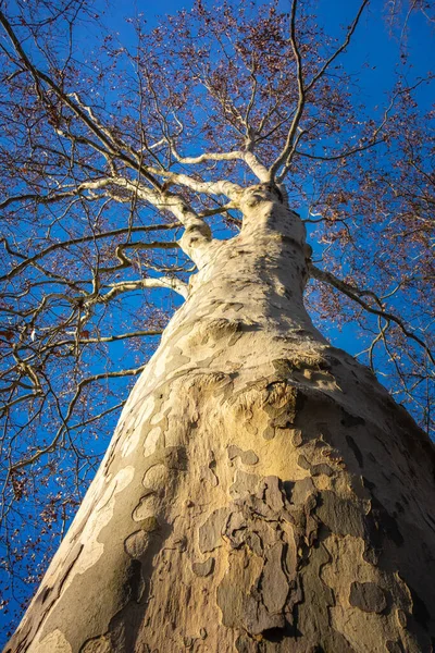 Niski Kąt Ujęcia Gołych Gałęzi Drzewa Niebieskim Niebem Tle — Zdjęcie stockowe