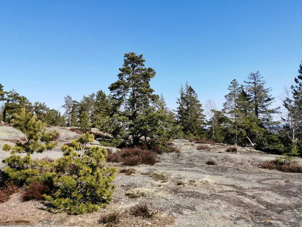 Una Collina Con Alberi Sulla Strada Knappen Hill Vestfold Norvegia — Foto Stock