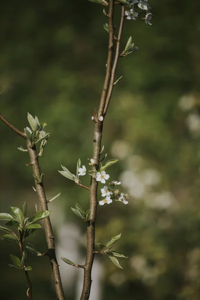 Gros Plan Fleur Arbre — Photo