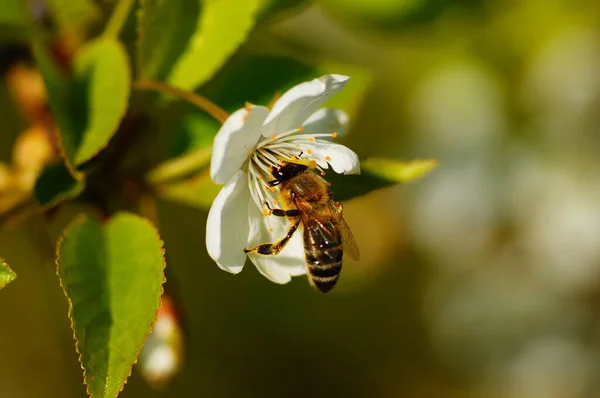 Medová Včela Květu Třešně Parku Frankfurtu — Stock fotografie