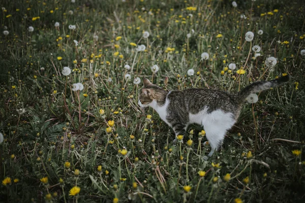 Eine Entzückende Hauskatze Einem Feld Aus Gras Und Blumen — Stockfoto