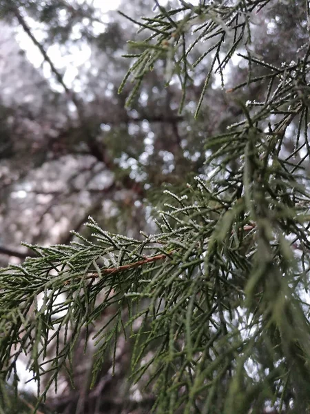 Disparo Vertical Árbol Coníferas Crecimiento —  Fotos de Stock