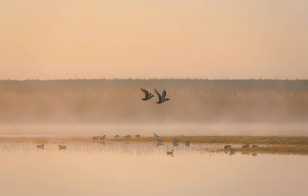 夕阳西下 一对鸭子在平静的湖面上飞来飞去 身边还有更多的鸭子 — 图库照片