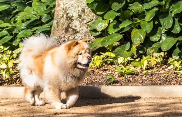 Ένα Κοντινό Πλάνο Ενός Χαριτωμένου Chow Chow Ένα Πάρκο — Φωτογραφία Αρχείου