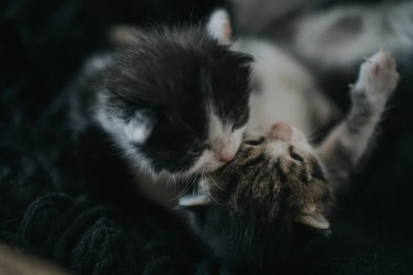 Closeup Shot Cute Baby Kittens Playing — Stock Photo, Image