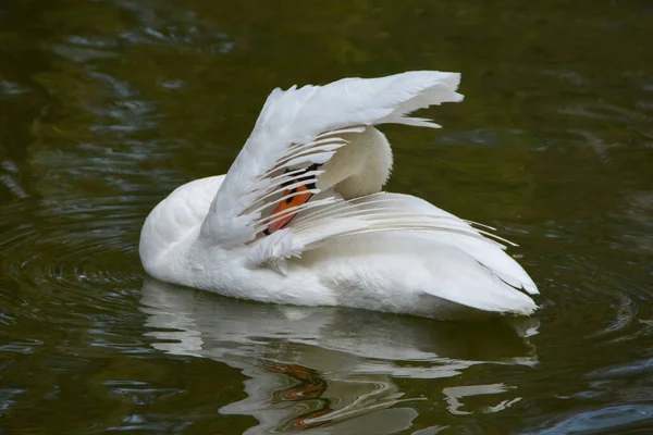 Tiro Seletivo Foco Cisne Branco Água Com Uma Asa Levantada — Fotografia de Stock