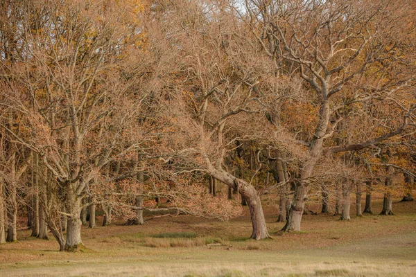 Красивый Вид Деревья Поле Парке Осенью — стоковое фото
