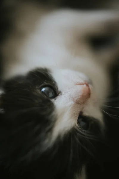 Primer Plano Adorable Gatito Blanco Negro — Foto de Stock