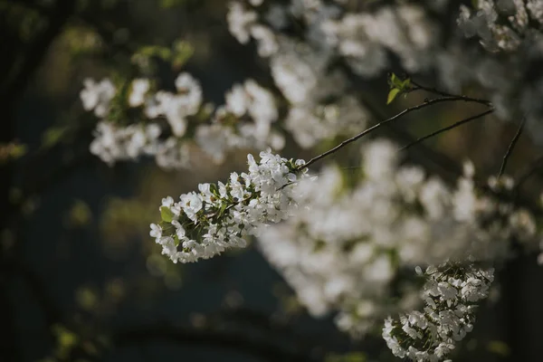 Primo Piano Fiori Albero — Foto Stock