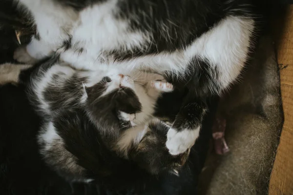 Tiro Close Gato Preto Branco Com Seus Gatinhos — Fotografia de Stock