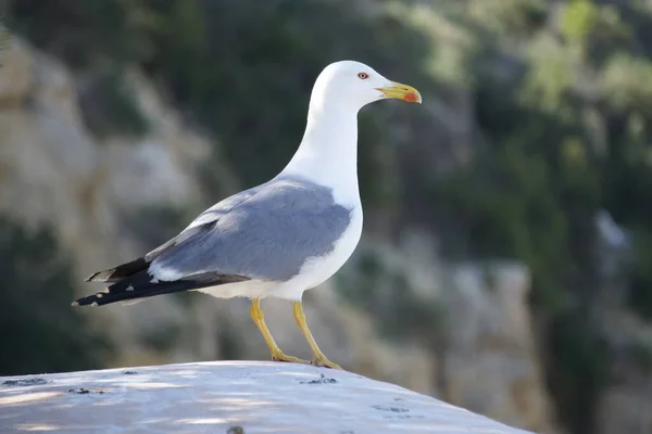 Closeup Seagull Perching Stone — Stock Photo, Image